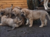 Filename=puppies06,12.jpg
Filesize=179KiB
Dimensions=450x338
Date added=%658 %06, %2008 puppies06,12.jpg