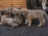 puppies06,12.jpg