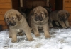 Filename=pups14.jpg
Filesize=151KiB
Dimensions=450x317
Date added=%773 %20, %2008 pups14.jpg