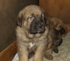 Filename=pups15.jpg
Filesize=183KiB
Dimensions=450x397
Date added=%773 %20, %2008 pups15.jpg
