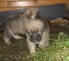 Filename=pups8.jpg
Filesize=235KiB
Dimensions=450x399
Date added=%990 %19, %2008 pups8.jpg