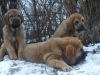 Filename=pups9weeks.jpg
Filesize=140KiB
Dimensions=350x263
Date added=%967 %21, %2008 pups9weeks.jpg