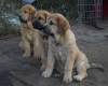 Filename=pups_11weeks1.jpg
Filesize=166KiB
Dimensions=400x323
Date added=%489 %04, %2009 pups_11weeks1.jpg