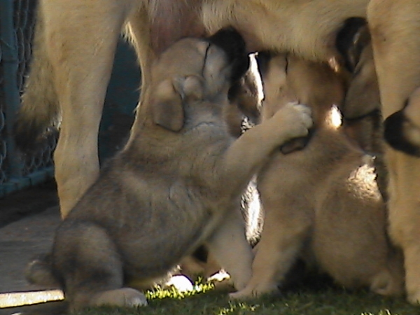 Cachorros de Leonesa
