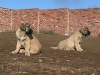 Filename=Leones_y_Leonesa.jpg
Filesize=97KiB
Dimensions=640x480
Date added=%922 %23, %2007 Leones_y_Leonesa.jpg