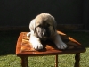 Filename=hembra_1_mes.jpg
Filesize=121KiB
Dimensions=640x480
Date added=%924 %23, %2007 hembra_1_mes.jpg