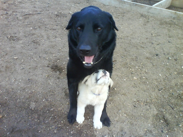 LARSON Y NIT (ROTT/BELGA)
Keywords: pets larson