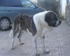 Filename=Imagen302.jpg
Filesize=19KiB
Dimensions=360x288
Date added=%891 %13, %2008 Imagen302.jpg