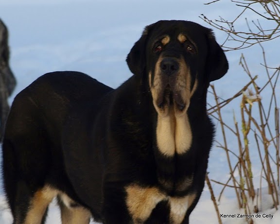 Ebano de Anaise 11 months
Rondo de Buxionte x Boria
Keywords: zarmon