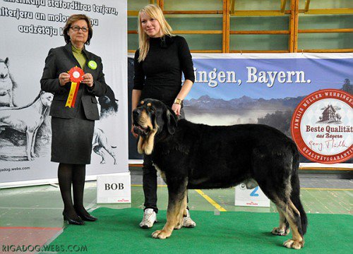 CH Ebano de Anaise
Rondo de Buxionte x Boria
Latvian Mastiff Club Specialty show in 28.04.2012
Exc.1, CQ, Best male, BOB - Best Of Breed, LV Club Winner`12 
Was LV Mastiff Club winner 3rd time and fulfilled Latvian Mastiff Club Champion title.


