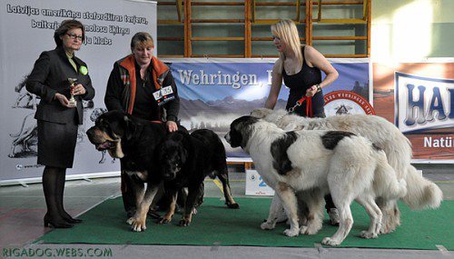 CH Ebano de Anaise & Carbonera de Puerto Canencia BRACE BIS 1 in Latvia
Latvian Mastiff Club show in 28.04.2012
BRACE BIS 1 

Ebano: Rondo de Buxionte x Boria
Carbonera: Kimbo x Yeza I de Abelgas
