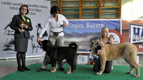 Zarmon de Celly Fantasy - PUPPY BIS 2 in Latvia
Latvian Mastiff Club Specialty show in 28.04.2012 Riga, Latvia

CH Ebano de Anaise x ICH Charisma Zaark Mastibe
In age 6 months in puppy class: BOB Puppy, PUPPY BIS 2
