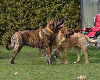 Emperador Dominio Lu Dareva & Charisma Zaark Mastibe - parents of puppies born 25.06.2009


Keywords: zarmon