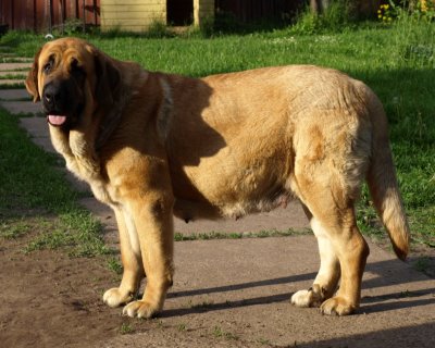 Charisma Zaark Mastibe - mother of puppies born 25.06.09 


Keywords: zarmon