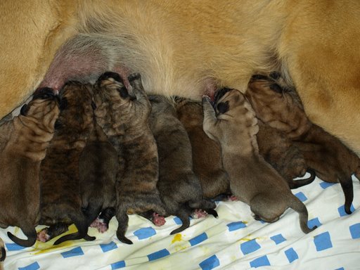 Puppies from Zarmon de Celly - born 25.06.2009
Emperador Dominio Lu Dareva x Charisma Zaark Mastibe


Keywords: puppyestonia zarmon