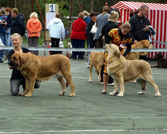 champion class females - 28.8.2010 Int. dog show in Pskov, Russia
Keywords: 2010 zarmon