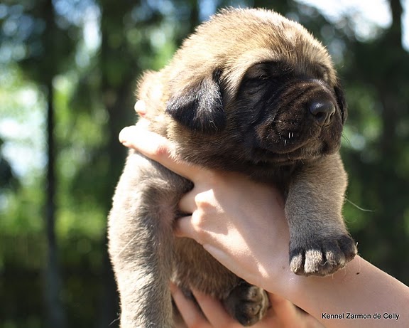 3 weeks old puppy
CH. Indiano Mastibe x CH. Charisma Zaark Mastibe
Keywords: zarmon