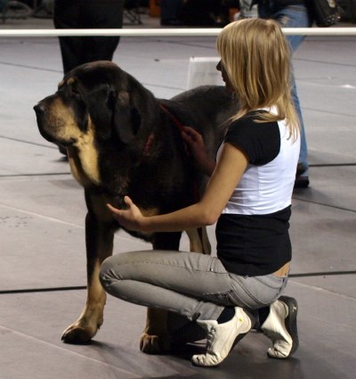 Int. dog show in Tallinn, Estonia 11.2.2011 - Ebano de Anaise (13 months) - exc. 1, JCAC, BOB Junior, BM-2
Ebano de Anaise (born: 30.12.2009) Rondo de Buxionte x Boria
Keywords: zarmon