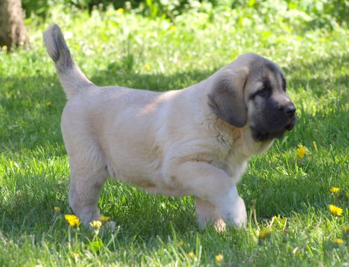 Montaro de Bao La Madera 2 months in Estonia
(Sanson x Primavera de Campollano)
Born: 24.03.2008

Keywords: zarmon