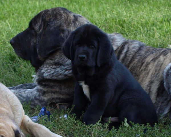 Quirin Mastibe 2 months with her halfsister ICH. Julia Mastibe 
Quirin: GASTONE del Dharmapuri x GOYA Mastibe
Julia: BASIL Mastifland x GOYA Mastibe
Keywords: zarmon