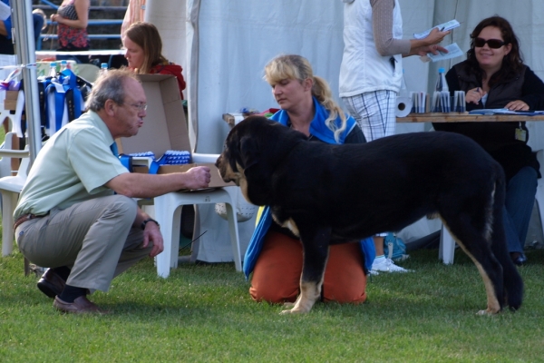 Ebano de Anaise in Int. dog show 22.08.2010 Tallinn, Estonia - VP 1, Promotion Prize, BOB Puppy ,Judge: Rafael Malo Alcrudo, Spain
Keywords: zarmon