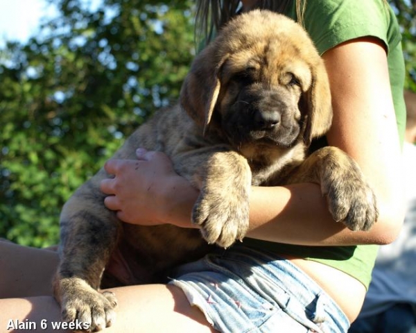 Zarmon de Celly Alain 6 weeks - Born 25.06.2009
Emperador Dominio Lu Dareva x Charisma Zaark Mastibe

Keywords: puppyestonia zarmon