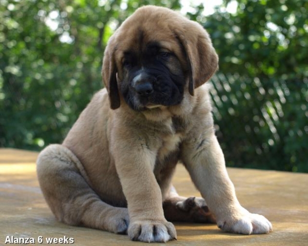 Zarmon de Celly Alanza 6 weeks - Born 25.06.2009
Emperador Dominio Lu Dareva x Charisma Zaark Mastibe

Keywords: puppyestonia zarmon