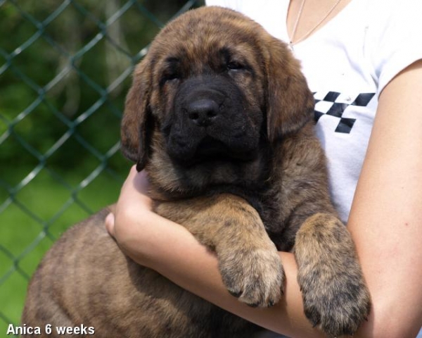 Zarmon de Celly Anica 6 weeks - Born 25.06.2009
Emperador Dominio Lu Dareva x Charisma Zaark Mastibe

Keywords: puppyestonia zarmon