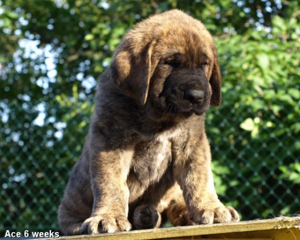 Zarmon de Celly Ace 6 weeks - Born 25.06.2009
Emperador Dominio Lu Dareva x Charisma Zaark Mastibe


Keywords: puppyestonia zarmon