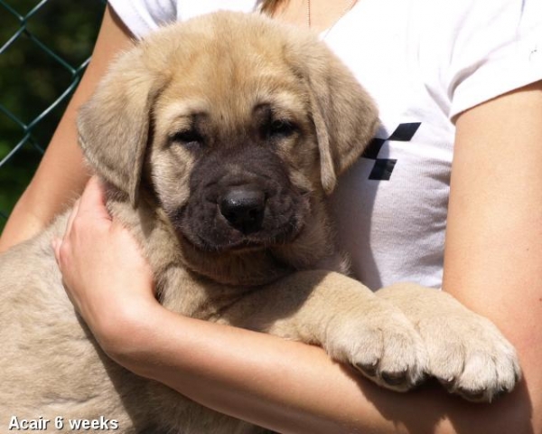 Zarmon de Celly Acair 6 weeks - Born 25.06.2009
Emperador Dominio Lu Dareva x Charisma Zaark Mastibe


Keywords: puppyestonia zarmon