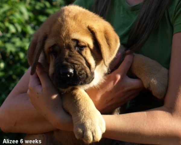 Zarmon de Celly Alizee 6 weeks - Born 25.06.2009
Emperador Dominio Lu Dareva x Charisma Zaark Mastibe

Keywords: puppyestonia zarmon