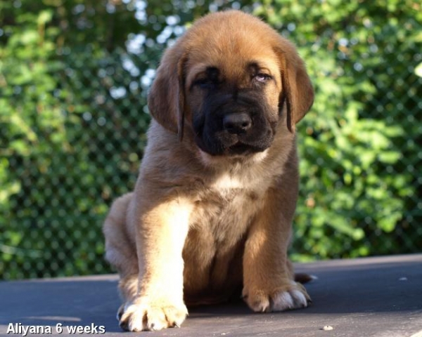 Zarmon de Celly Aliyana 6 weeks - Born 25.06.2009
Emperador Dominio Lu Dareva x Charisma Zaark Mastibe

Keywords: puppyestonia zarmon