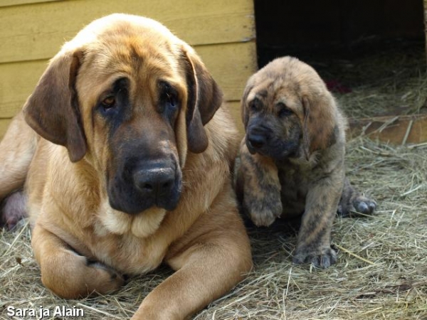 Charisma Zaark Mastibe and Zarmon de Celly Alain 6 weeks - Born 25.06.2009
Emperador Dominio Lu Dareva x Charisma Zaark Mastibe


Keywords: puppyestonia zarmon