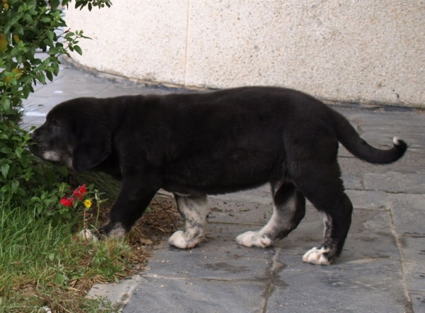 Ebano de Siete Aguas 9,5 weeks old (Martin de Torreanaz x Brisa de Calisancho)
Keywords: zarmon