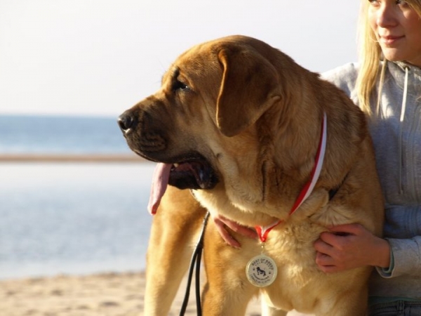 Zarmon de Celly Alizee in Latvian beach after National dog show in Limbazi, Latvia
exc. 1, LV CAC, CQ, Best female, BOB
Keywords: zarmon