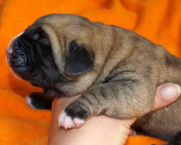 3 days old puppy - born 25.06.09
Emperador Dominio Lu Dareva x Charisma Zaark Mastibe


Keywords: puppyestonia zarmon