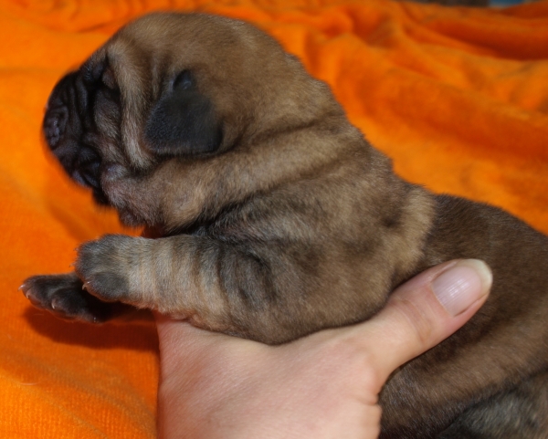 3 days old puppy - born 25.06.09
Emperador Dominio Lu Dareva x Charisma Zaark Mastibe

Keywords: puppyestonia zarmon