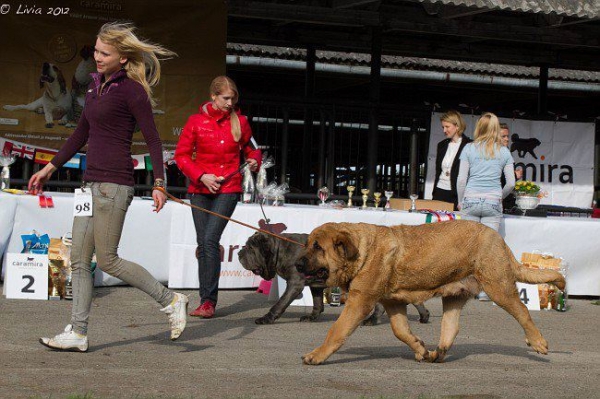 ICH Charisma Zaark Mastibe  - BOB -Best of Breed
ICH Arak Z Kraje Sokolu x ICH Amiga Zazi Bis Mastibe

 In champion class: exc.1, BOB- Best Of Breed, , Club winner 12 & 
 was won all special prizes for females:" the best head",
 "the best performer", "the best movements".
