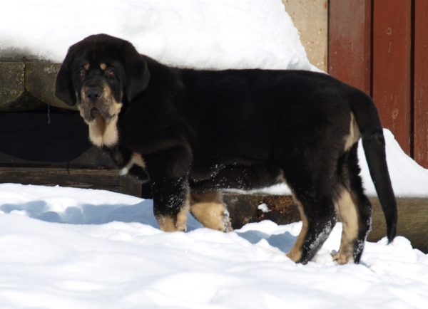 Ebano de Anaise 16.3.2010 - first day in Estonia.
Rondo de Buxionte x Boria
Keywords: zarmon snow nieve