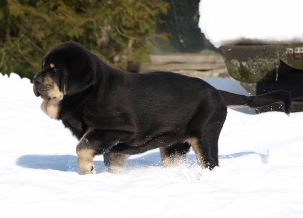 Ebano de Anaise 16.3.2010 - first day in Estonia.
Rondo de Buxionte x Boria

Keywords: zarmon snow nieve