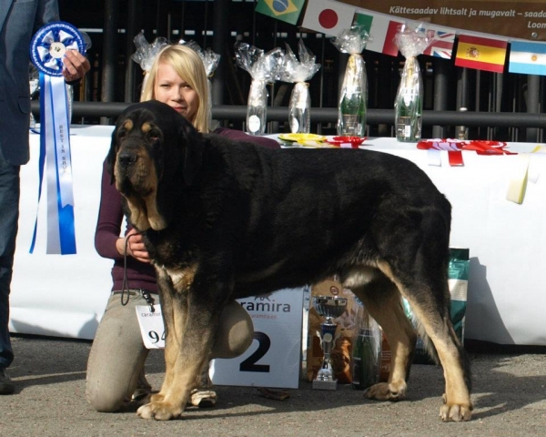 CH Ebano de Anaise
Rondo de Buxionte x Boria
Breeder: Jesus Manuel Adan de la Maza, Spain

In champion class: exc.1, Best male, BOS, Club winner`12, BOS BIS 2
Special prize winner for males: "the best head".
