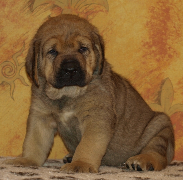 Zarmon de Celly Faith 5 weeks - born 08.10.2011
Ebano de Anaise (HD-A/B) X Charisma Zaark Mastibe (HD-C)


Keywords: puppyestonia zarmon