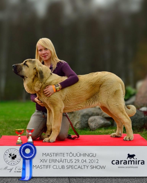 Zarmon de Celly Fantasy - Puppy BIS 2 in Estonia
CH Ebano de Anaise x ICH Charisma Zaark Mastibe
In age 6 months in puppy class: BOB Puppy, PUPPY BIS 2
