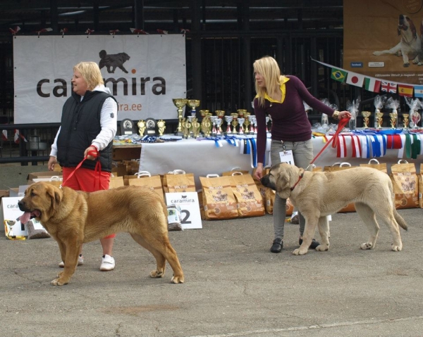 Female puppies: Zarmon de Celly FIONA & Zarmon de Celly GRACE.
