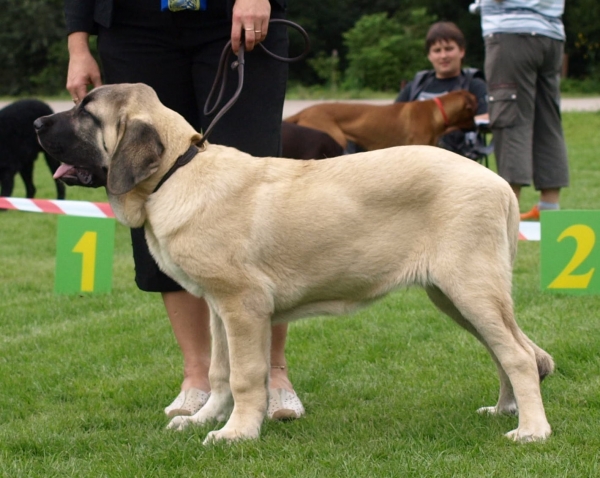 Montaro de Bao La Madera 4,5 months old - very promising 1 , BOB BABY - in National dog show 23.08.2008 Väimela, Estonia
(Sanson x Primavera de Campollano)
Born: 24.03.2008

Keywords: zarmon