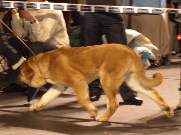 Zarmon de Celly Alizee - Int. dog show in Tallinn, Estonia 12.2.2010- in puppy class: very promising 1, Promotion Prize, BOB Puppy
Keywords: zarmon