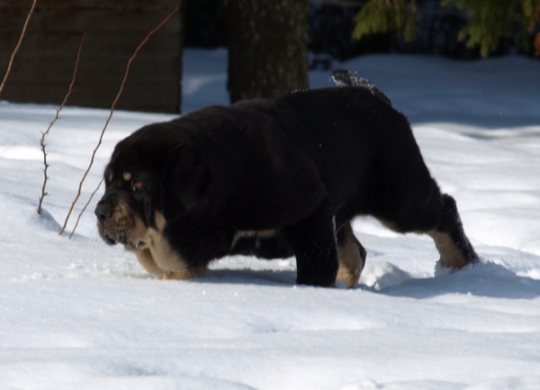 Ebano de Anaise 16.3.2010 - first day in Estonia.
Rondo de Buxionte x Boria
Keywords: zarmon snow nieve