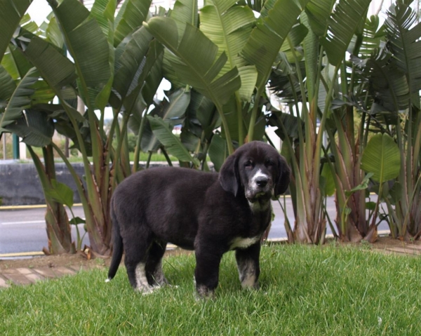 Ebano de Siete Aguas 9,5 weeks old (Martin de Torreanaz x Brisa de Calisancho)
Keywords: zarmon