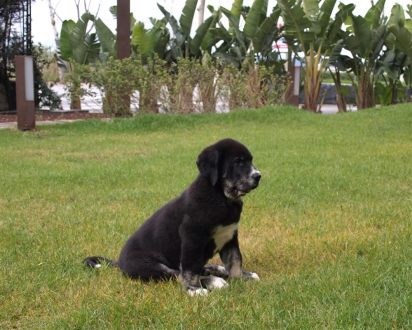 Ebano de Siete Aguas 9,5 weeks old (Martin de Torreanaz x Brisa de Calisancho)
Keywords: zarmon