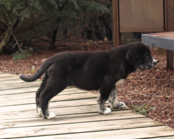 Ebano de Siete Aguas 9,5 weeks old (Martin de Torreanaz x Brisa de Calisancho)
Keywords: zarmon